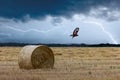 Landscape with green field, sunset, flock of flying ravens, crows in dark sky Royalty Free Stock Photo