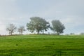 Landscape of a green field with trees background