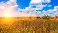 Landscape of a green field under a bubbly summer colorful sky sunset dawn sunrise. Copyspace On Clear Sky. Royalty Free Stock Photo