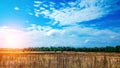 Landscape of a green field under a bubbly summer colorful sky at sunset dawn sunrise. Copyspace Clear Sky. Royalty Free Stock Photo