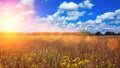 Landscape of green field under bubbly summer colorful sky at sunset dawn sunrise. Copyspace On Clear Sky. Royalty Free Stock Photo