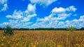 Landscape green field under a bubbly summer colorful sky at sunset dawn sunrise. Copyspace On Clear Sky. Royalty Free Stock Photo