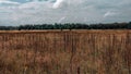 Landscape of a green field under a bubbly summer colorful sky at sunset dawn sunrise. Copyspace On Clear Sky. Royalty Free Stock Photo