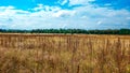 Landscape green field under a bubbly summer colorful sky at sunset dawn sunrise. Copyspace On Clear Sky. Royalty Free Stock Photo