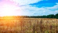 Landscape green field under bubbly summer colorful sky at sunset dawn sunrise. Copyspace On Clear Sky. Royalty Free Stock Photo