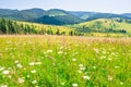 Landscape with green field of white daisies Royalty Free Stock Photo