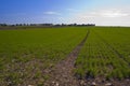 Landscape of the green fields of Kibbutz Kfar Glikson Israel Royalty Free Stock Photo