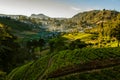 Landscape with green fields of tea