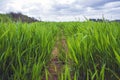 Landscape of green fields of wheat against the sky with clouds Royalty Free Stock Photo