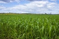 Landscape of green fields of wheat against the sky with clouds Royalty Free Stock Photo