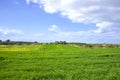 Landscape of green fields of wheat against the sky with clouds Royalty Free Stock Photo