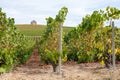 Landscape with green grand cru vineyards near Epernay, region Champagne, France in rainy day. Cultivation of white chardonnay wine Royalty Free Stock Photo