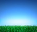 Landscape: green grass, clear blue sky