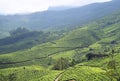 Landscape with Green Hills, Tea Gardens and Natural Beauty in Munnar, Idukki, Kerala, India