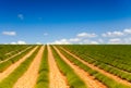 Landscape of green lavender fields