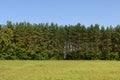 Landscape with green meadow, coniferous forest Royalty Free Stock Photo