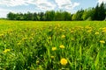 Landscape green meadow with dandelions the high grass against the blue sky with clouds. A field with blooming flowers. Royalty Free Stock Photo