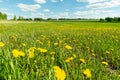 Landscape green meadow with dandelions the high grass against the blue sky with clouds. A field with blooming flowers. Royalty Free Stock Photo