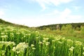 Landscape with green meadow,hill with white flowers and pine forest on horizon, blue cloudy sky Royalty Free Stock Photo