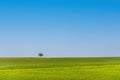 Landscape with green meadow and solitaire tree on horizon