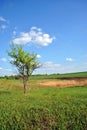 Landscape with green meadow and tree on it, yellow reeds, blue cloudy sky on horizon