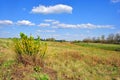 Landscape with green meadow and trees on horizon, yellow flowering genista tinctoria dyerÃ¢â¬â¢s greenweed or dyer`s broom