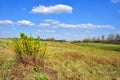 Landscape with green meadow and trees on horizon, yellow flowering genista tinctoria dyerÃ¢â¬â¢s greenweed or dyer`s broom Royalty Free Stock Photo