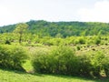 The landscape of green meadows of Caspian Hyrcanian forests , Iran