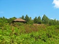 Green meadows of Caspian Hyrcanian forests , Iran Royalty Free Stock Photo