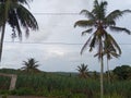 Landscape green mountain village coconut tree