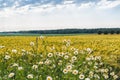 Landscape with green oat field and woods in the distance ahead of the rain. In the foreground, blossoming white scentless Mayweed