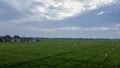 Landscape of green paddy rice field in west java, indonesia Royalty Free Stock Photo
