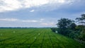 Landscape of green paddy rice field in west java, indonesia Royalty Free Stock Photo
