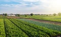 Landscape of green potato bushes plantation. Agroindustry and agribusiness. Wonderful european summer countryside landscapes.