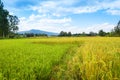 Landscape green rice field with blue sky and mountain background - Golden yellow and green paddy rice field agriculture Royalty Free Stock Photo