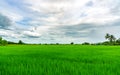 Landscape green rice field. Rice farm with mountain as background in rural. Green rice paddy field. Organic rice farm in Asia. Royalty Free Stock Photo
