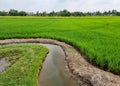 Landscape green rice field with furrow Irrigation on cloud in the sky