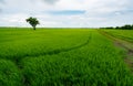 Landscape of green rice field with a lonely tree and blue sky. Rice plantation. Green rice paddy field. Agricultural field. Farm Royalty Free Stock Photo