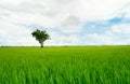 Landscape of green rice field with a lonely tree and blue sky. Rice plantation. Green rice paddy field. Agricultural field. Farm Royalty Free Stock Photo