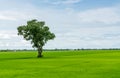 Landscape of green rice field with a lonely tree and blue sky. Rice plantation. Green rice paddy field. Agricultural field. Farm Royalty Free Stock Photo