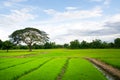Landscape - Green rice field and sky in thailand Royalty Free Stock Photo