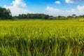 Landscape green rice fields