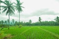 A landscape of green rice fields in the late afternoon in a village in Indonesia Royalty Free Stock Photo