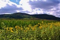 Field sunflowers corn Royalty Free Stock Photo