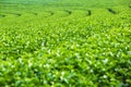 Landscape of green tea plantation,Green leaves background texture Royalty Free Stock Photo