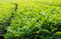 Landscape of green tea plantation,Leaves background texture Royalty Free Stock Photo