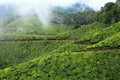 Landscape of green tea plantations. Munnar, India Royalty Free Stock Photo