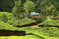 Landscape of green tea plantations. Munnar, Kerala, India Royalty Free Stock Photo