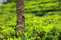 Landscape of green tea plantations. Munnar, Kerala, India Royalty Free Stock Photo