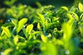 Landscape of green tea plantations. Munnar, Kerala, India Royalty Free Stock Photo